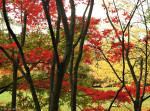Arboretum Poortbulten